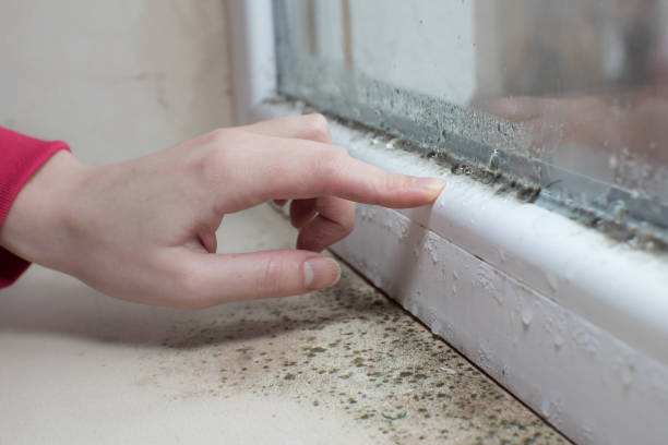 Best Environmental Consulting for Mold Prevention  in Liberty, IN
